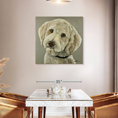 Goldendoodle sur fond gris