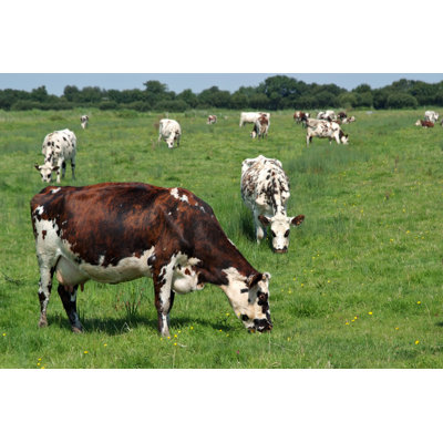Une image d'un champ de vaches mangeant de l'herbe - Photographie sur toile tendue