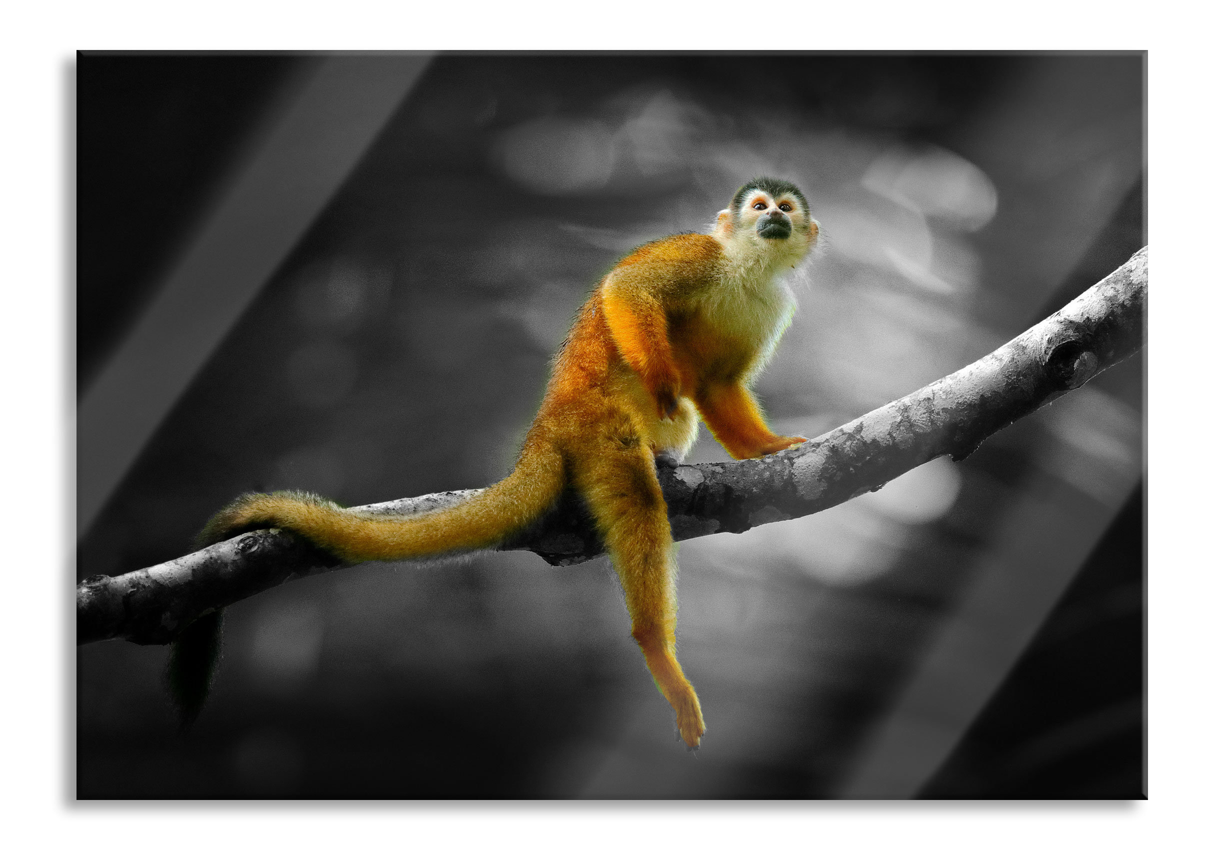 Brayden Studio Glasbild Kleiner Affe auf einem Ast im Regenwald