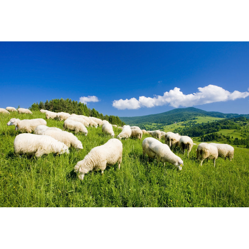 Mouton broutant - Photographie sur toile tendue, H 24 po x l 36 po