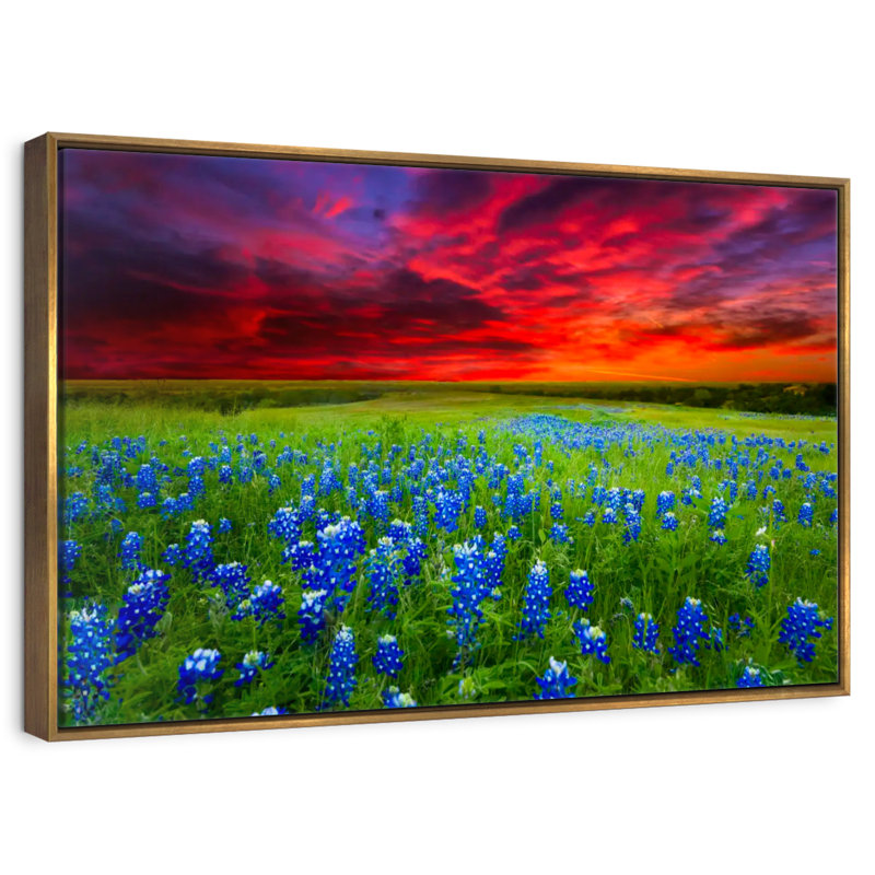 Bluebonnets au coucher du soleil I, Cadre flottant doré, 37 po x 25 po