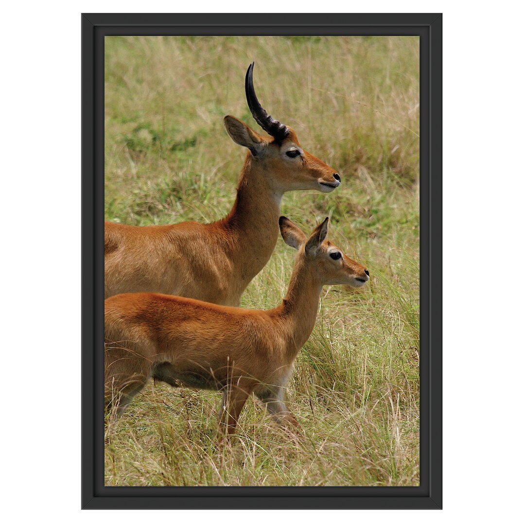 Gerahmtes Wandbild Dorkasgazelle mit Jungtier