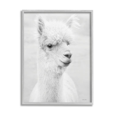 Monochrome Alpaca Farm Animal - Photograph