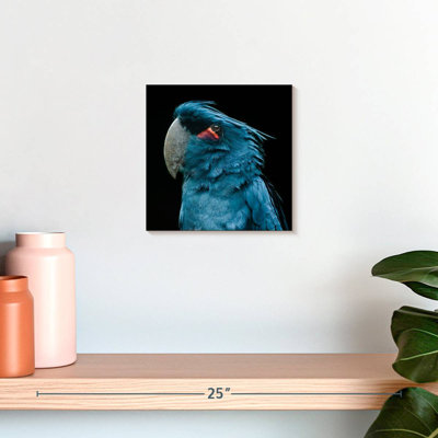 Brampt Blue Bird Portrait