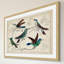 «Hummingbirds», reproduction encadrée-18829404