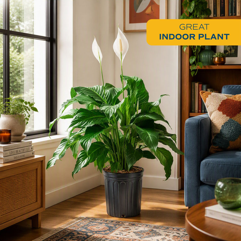 Peace Lily in Nursery Pot
