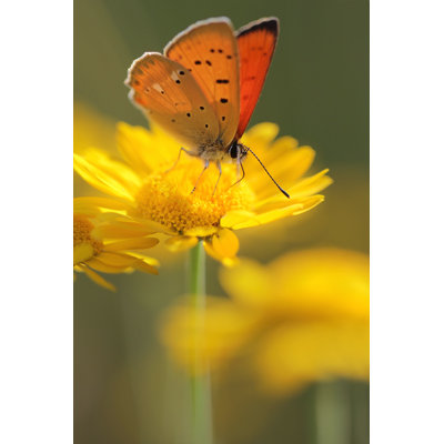 Belisario Red Butterfly - Wrapped Canvas Print