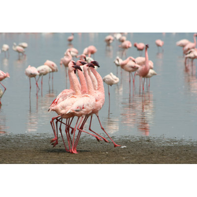 " Flamingos Dancing In Lake "