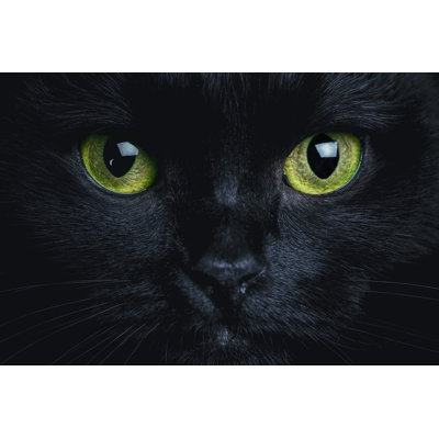 Cat - Wrapped Canvas Print