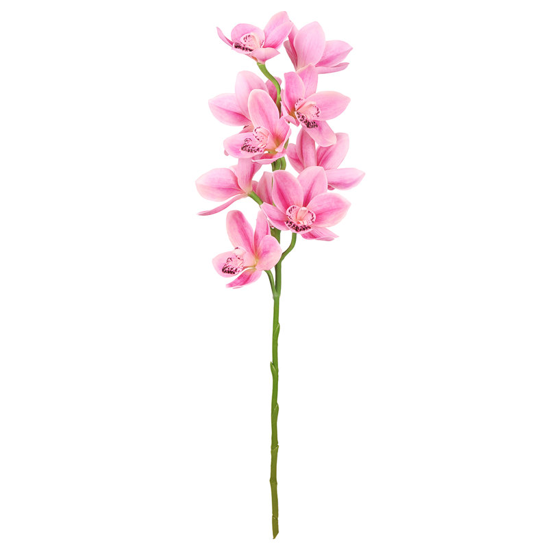 Tige d'orchidée Cymbidium, Rose