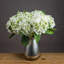 Anastasija Arrangement