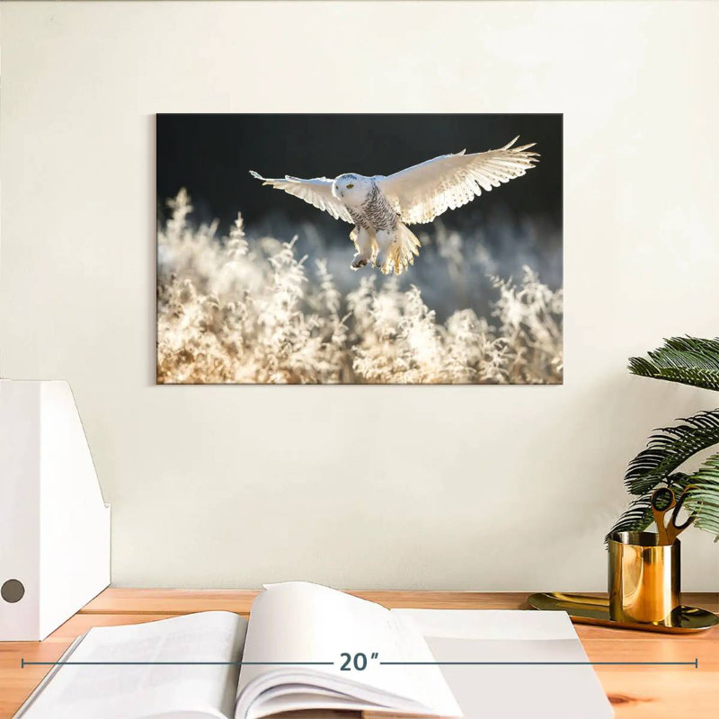 Chasse au hibou des neiges, H 8 po x l 12 po