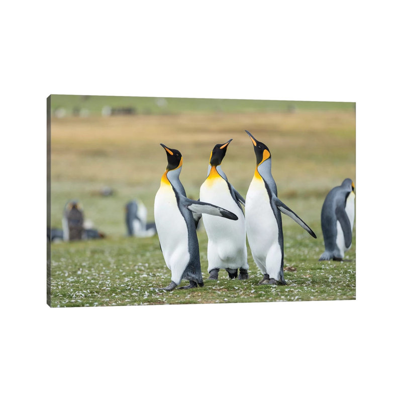 Courtship Display. King Penguin On Falkland Islands. 1 Piece Wrapped Canvas Wall Art, 20.32 cm H x 30.48 cm W