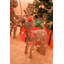 Christmas Decorative Accent