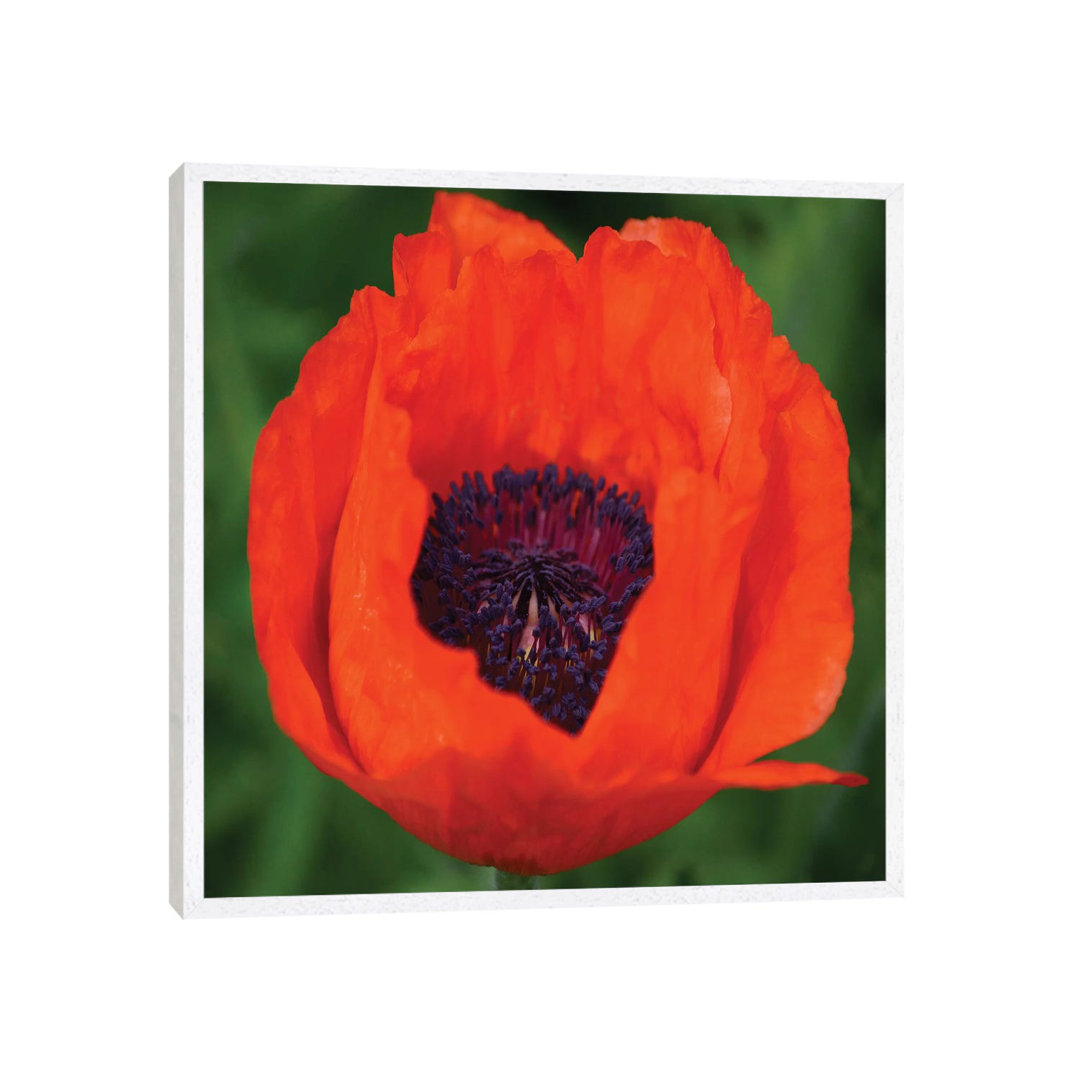 Orange Poppy I von Savanah Plank - Galerie-verpackte Leinwand Giclée auf Leinwand