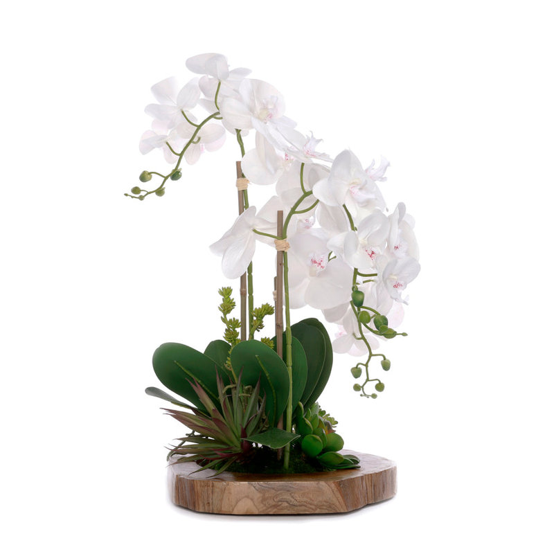 Real Touch Orchid with Succulent/Moss Arrangement in Teak Wood Mirror