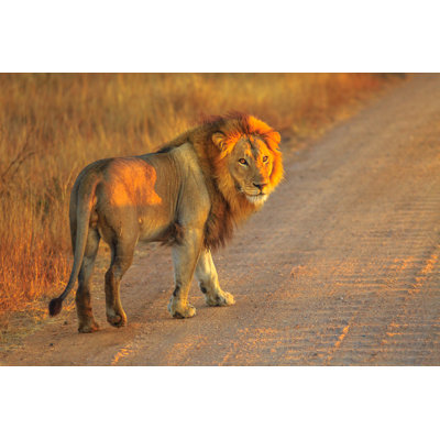 " Male Lion Africa " by Bennymarty