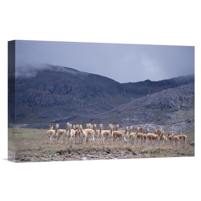 Bless international Vicuna Bachelor Male Troop In High Mountains ...