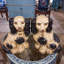 Animals Figurines & Sculptures-2058752487