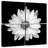 Harnek BW White Daisy