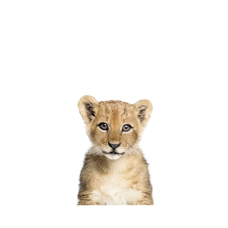 Baby Lion by Sisi & Seb - Wrapped Canvas Print, 101.6 cm H x 66.04 cm W x 3.175 cm D