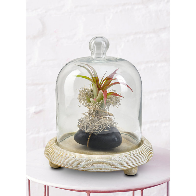 Terrarium d'intérieur, H 9,25 po x l 8 po x P 8 po