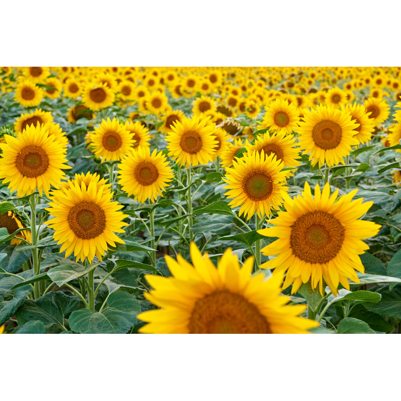 Tournesol de Zorazhuang, H 8 po x l 12 po