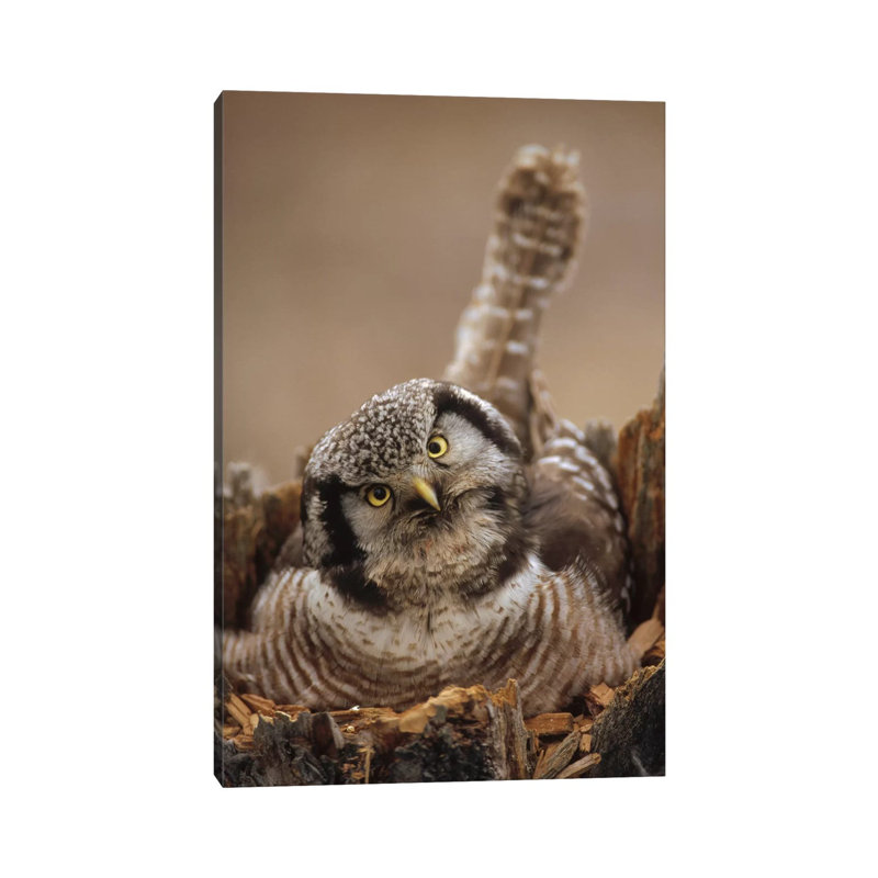 Northern Hawk Owl Incubating Eggs On Nest Built In Top Of Snag, Alaska by Michael Quinton - Wrapped Canvas Print
