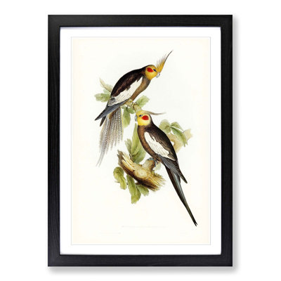 Cockatoo Parakeets by Elizabeth Gould - Picture Frame Painting