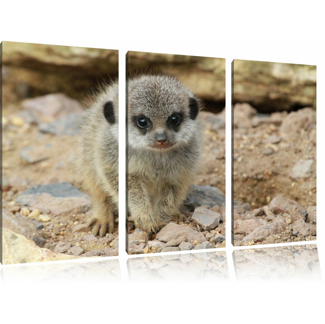 3-tlg. Leinwandbilder-Set „Junges Erdmännchen zwischen Steinen“, Fotodruck