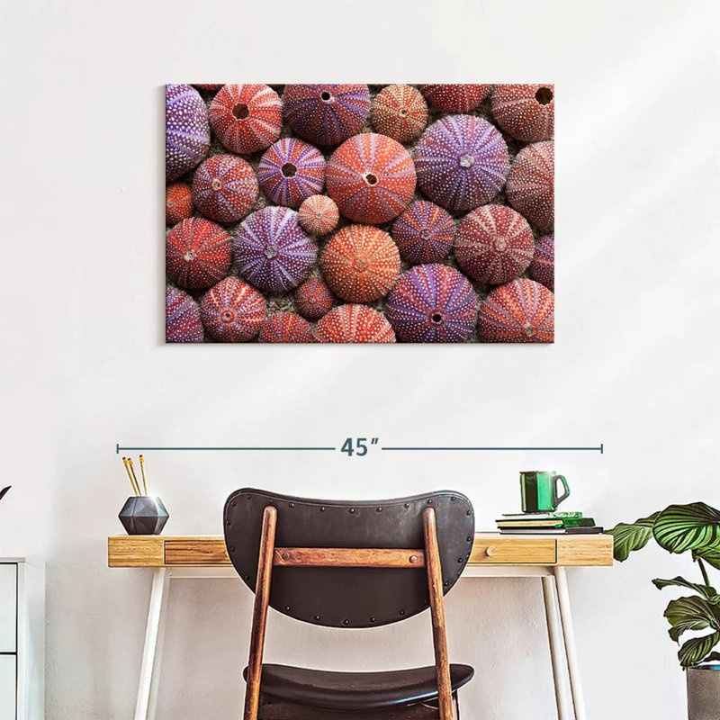 Empty Sea Urchin Shells, 24" H x 36" W