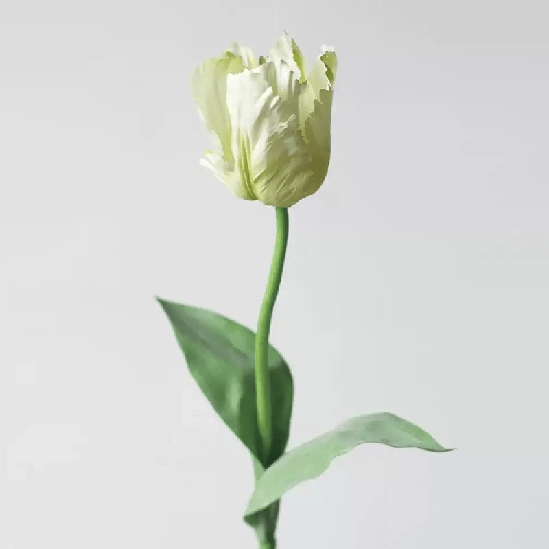 Tige de tulipe gracieuse - 27 po, [A] 1 Stem, Soft Green White