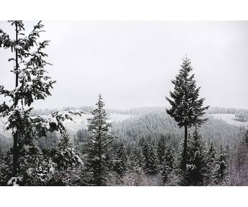«Winter in the Pacific Northwest Forest», reproduction d'affiche par Nature Magick (24 x 18)