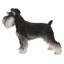 Schnauzer miniature debout