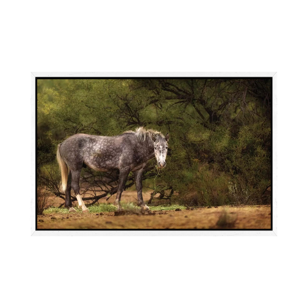 Dapple Grey Arizona Wild Horse von Susan Richey - Galerie-verpackte Leinwand Giclée auf Leinwand