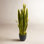 Snake Plant in Pot