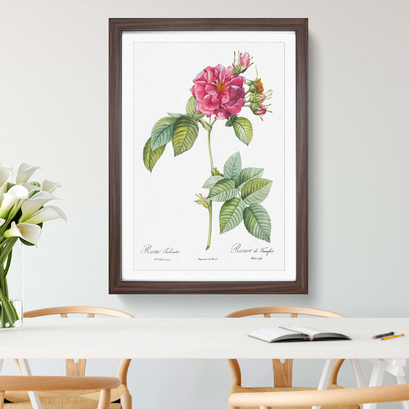 Rose of Frankfurt in Pink by Pierre-Joseph Redouté - Picture Frame Graphic Art Print on MDF, 50cm H x 35cm W x 2cm D, Walnut