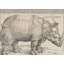 Rhinocéros-1940459482