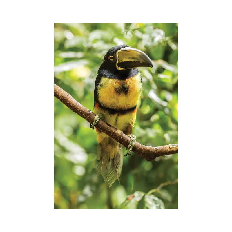 Costa Rica, La Selva Biological Research Station. Collared Aricari on Limb. 1 Piece Wrapped Canvas Wall Art