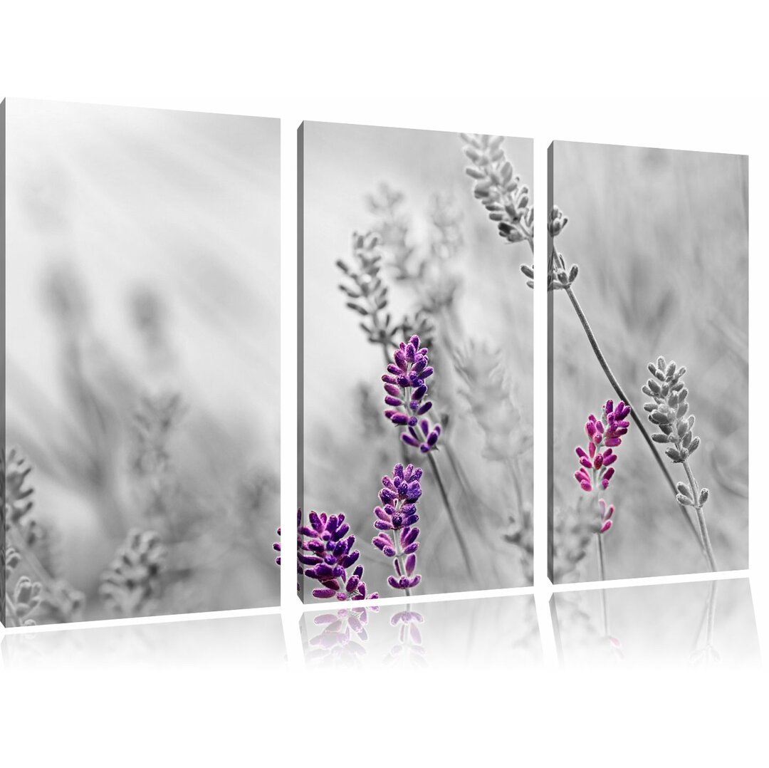 3-tlg. Leinwandbilder-Set „schöner Lavendel", Fotodruck