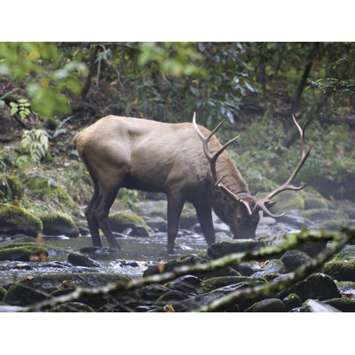 Murale boisson ultime wapiti du matin
