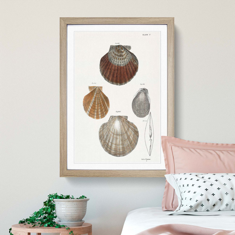 Types of Seashells PL. 11 by J.E. De Kay - Framed Print, 48cm H x 36cm W x 2cm D, Oak Framed