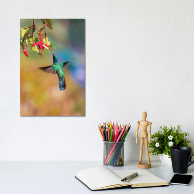 Central America, Costa Rica. Male Lesser Violetear Hummingbird Feeding. by Jaynes Gallery - Wrapped Canvas Gallery-Wrapped Canvas Giclée