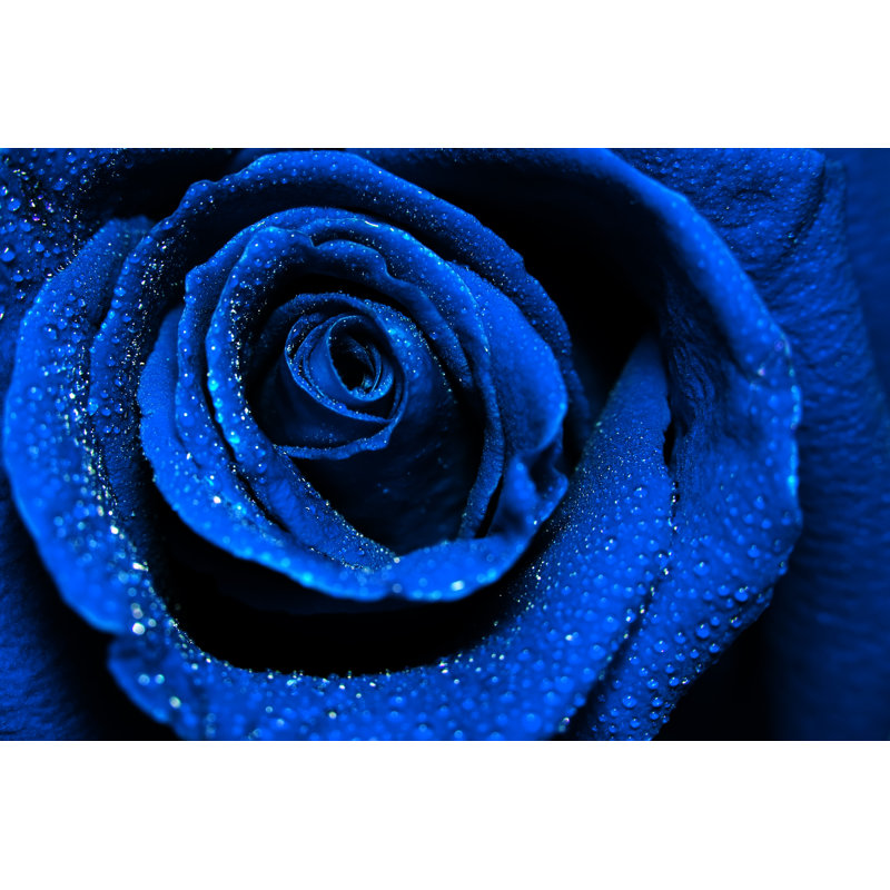 Beautiful Dark Blue Rose With Water Dew Drops by Sanchairat - Wrapped Canvas Print, 30.48cm H x 45.72cm W