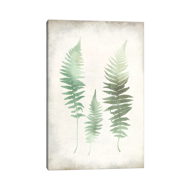 Watercolour Fern I Vintage by Kimberly Allen - Wrapped Canvas Print, 101.6 cm H x 66.04 cm W x 1.91 cm D