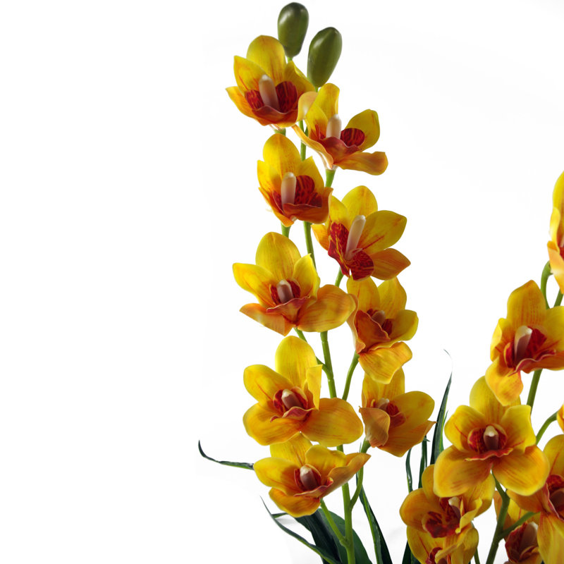 Anneus 90cm Plant