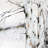 Winter birches - 32"x32" art on canvas