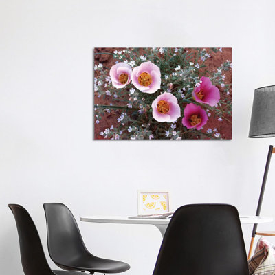 Sego Lily Group, State Flower Of Utah With Bulbous Edible Root by Tim Fitzharris - Wrapped Canvas Print