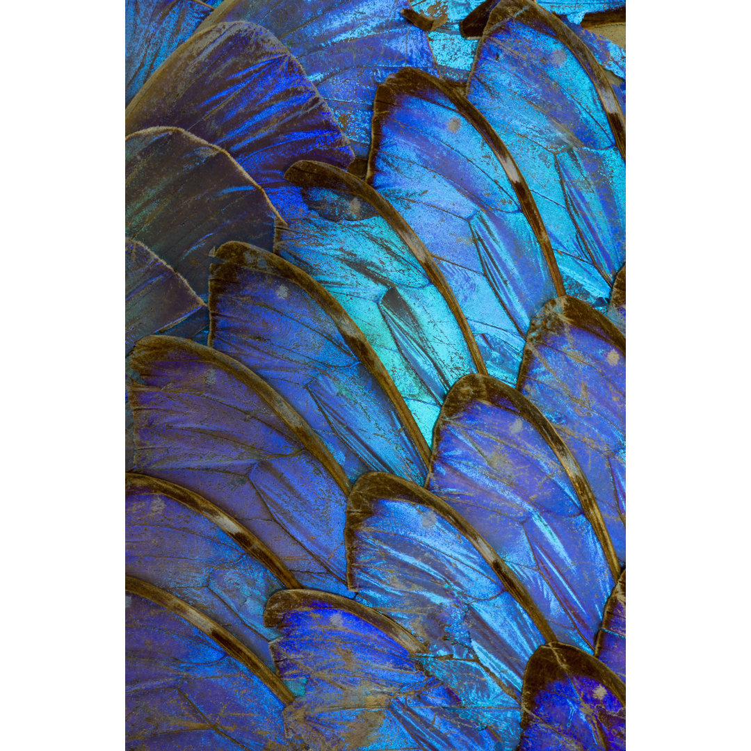 Morpho Butterfly Wings von Tamjkelly - Leinwandbild