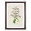 Purple Beardtongue Flower Illustration - Framed Print-55616362-55616364
